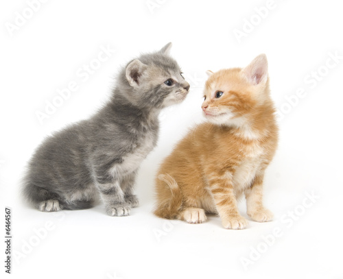 Two kittens on a white background © Tony Campbell
