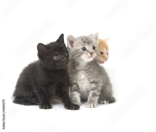 Three kittens on a white background