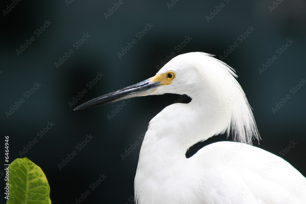 Vogel mit Blatt Vogel mit Blatt