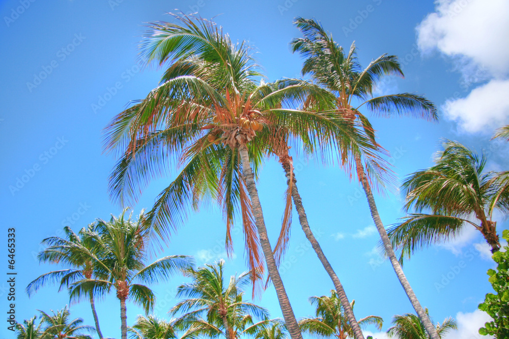 Tropical palms against a bright blue sky