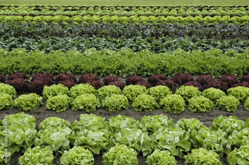 salades