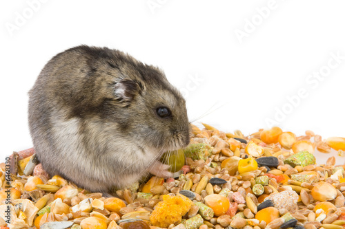 Hamster eating grains, isolated over white