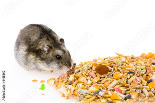 Hamster eating grains