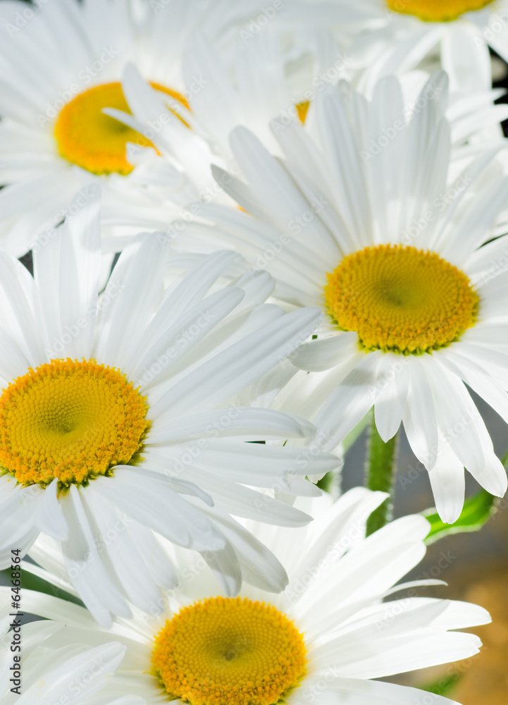 Fototapeta premium Daisy background