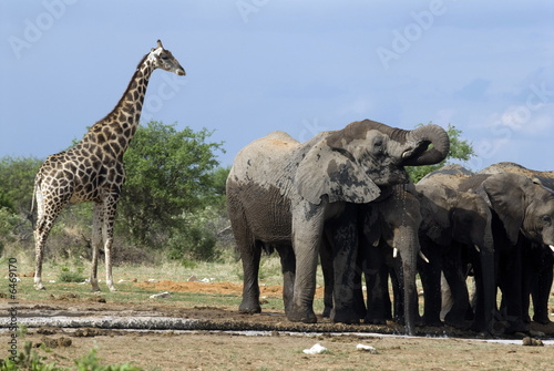 Fototapeta Naklejka Na Ścianę i Meble -  Elefanten im Etoscha Nationalpark, Namibia