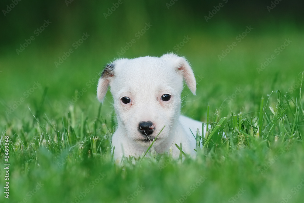 Jack Russell Terrier puppy Jack Russell Terrier puppy