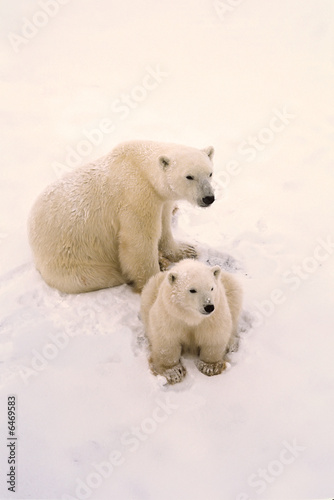 Polar bear and cub after fresh snowfall. Canadian Arctic