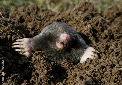 black mole