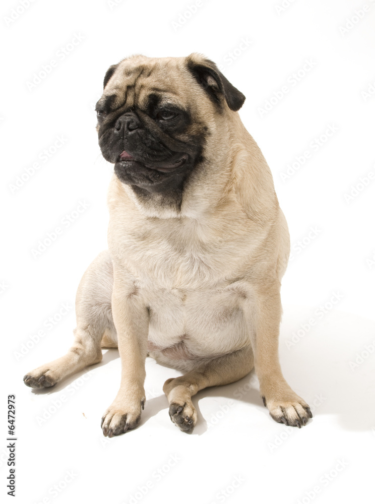 Pug Looking Cute, Isolated Against White