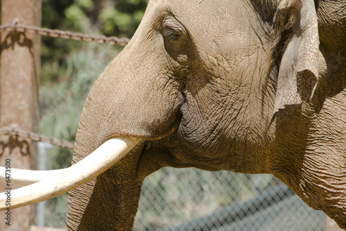 Photography Asian Elephant 3