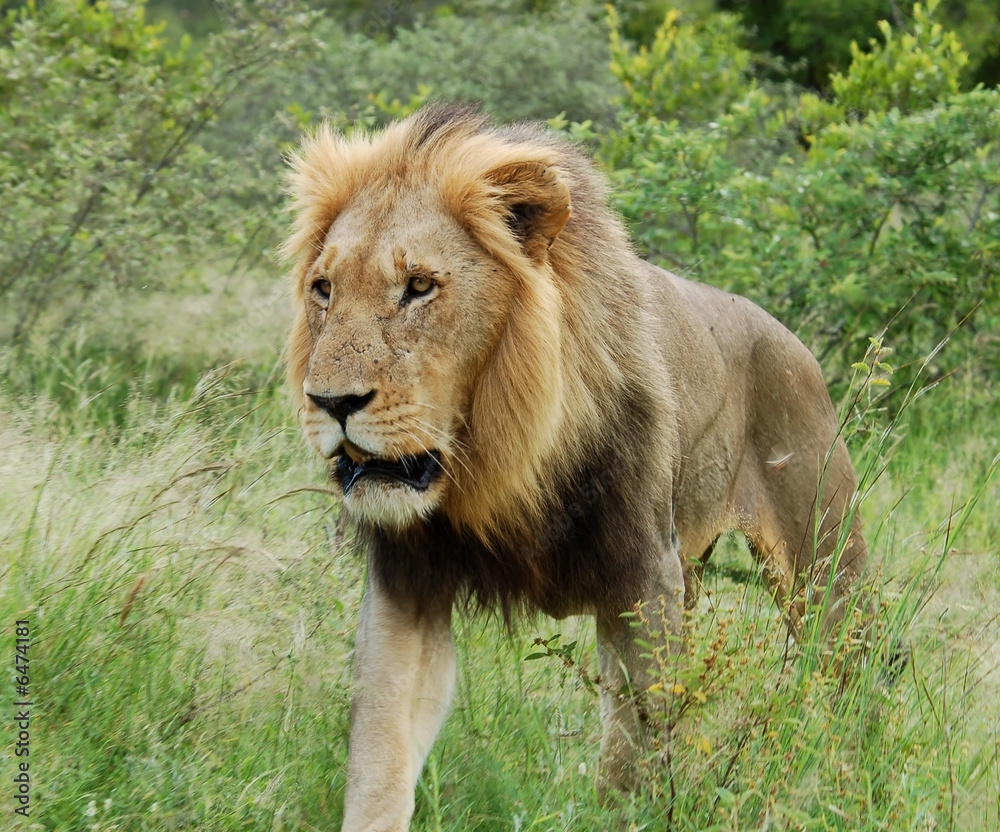 A young male lion in the Kruger Park, South Africa.