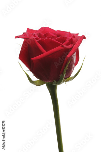 Single Red Blossom Rose With Long Stem On White Background