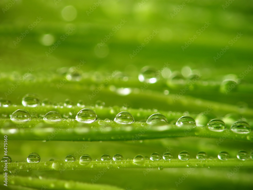Close-up of fresh green straws with water drops