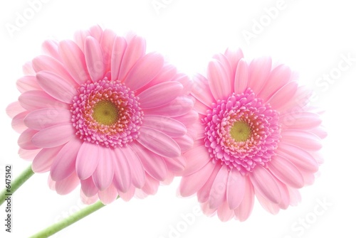 Close-up of two pink gerbera flowers against white background