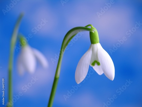Close-up of white snowdrops against blue sky with clouds