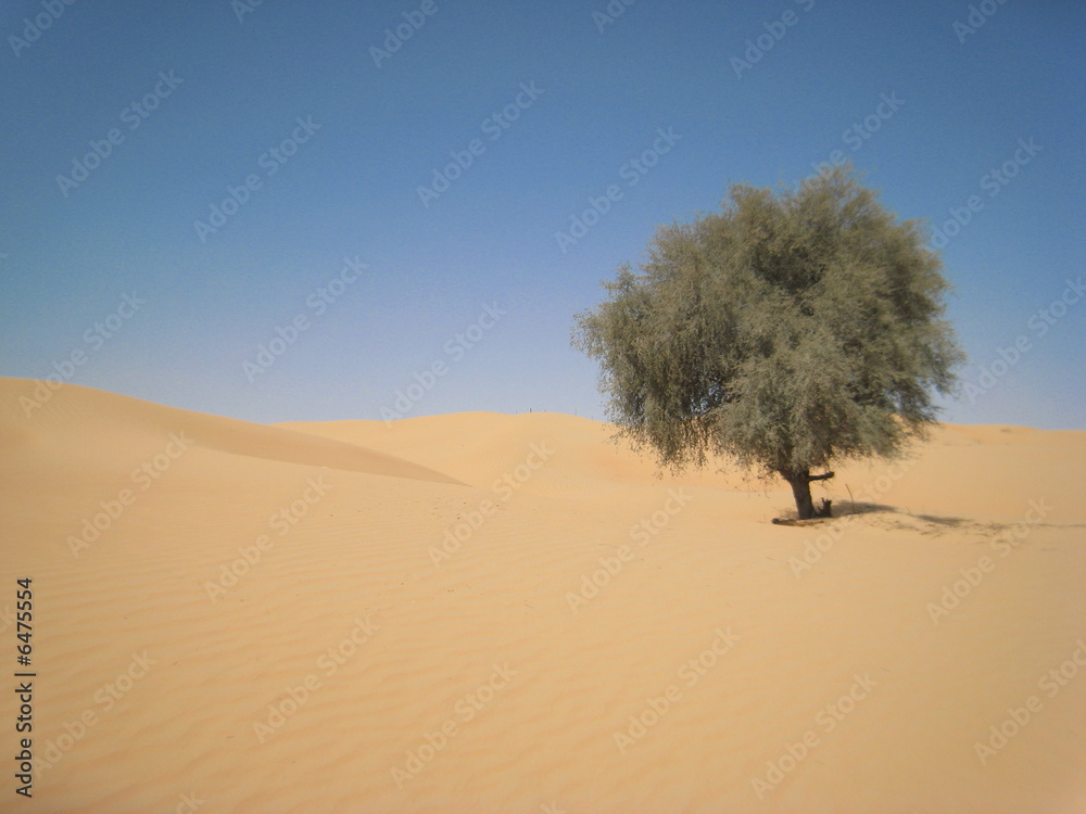 Baum in der Wüste von Dubai