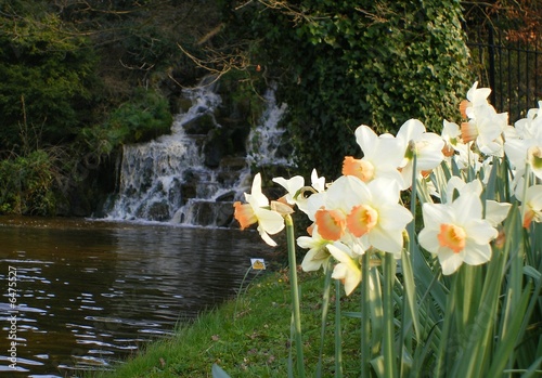 Fototapet White & Yellow Daffodils and Waterfall 2