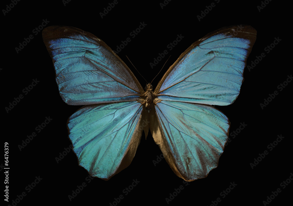 Naklejka premium blue morpho butterfly on a black background