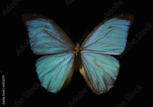 blue morpho butterfly on a black background
