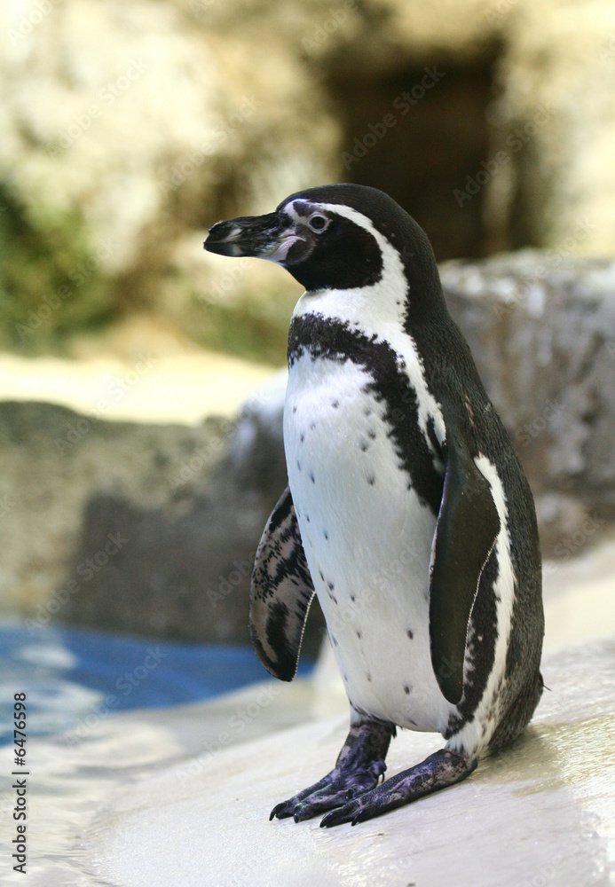 Obraz premium Pinguino