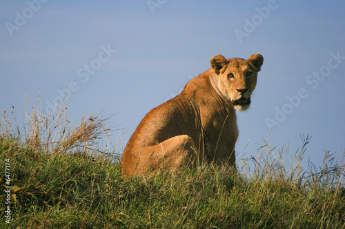 Lioness