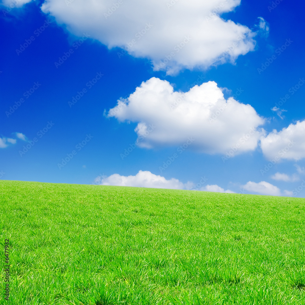 Green spring field and beautiful white fluffy clouds. Green spring field and beautiful white fluffy clouds.