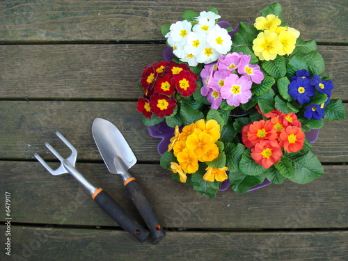 planting flowers