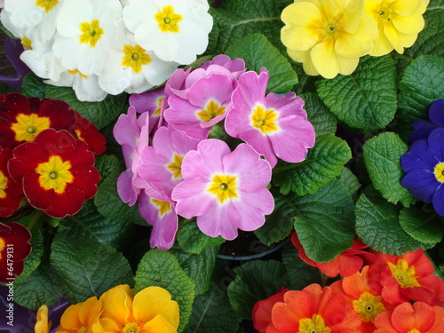 primula polyanthus