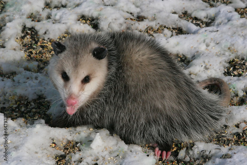 opossum, close up