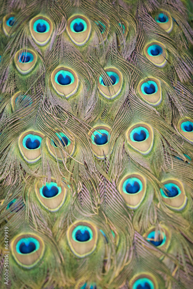 Obraz premium Peacock Tail 5
