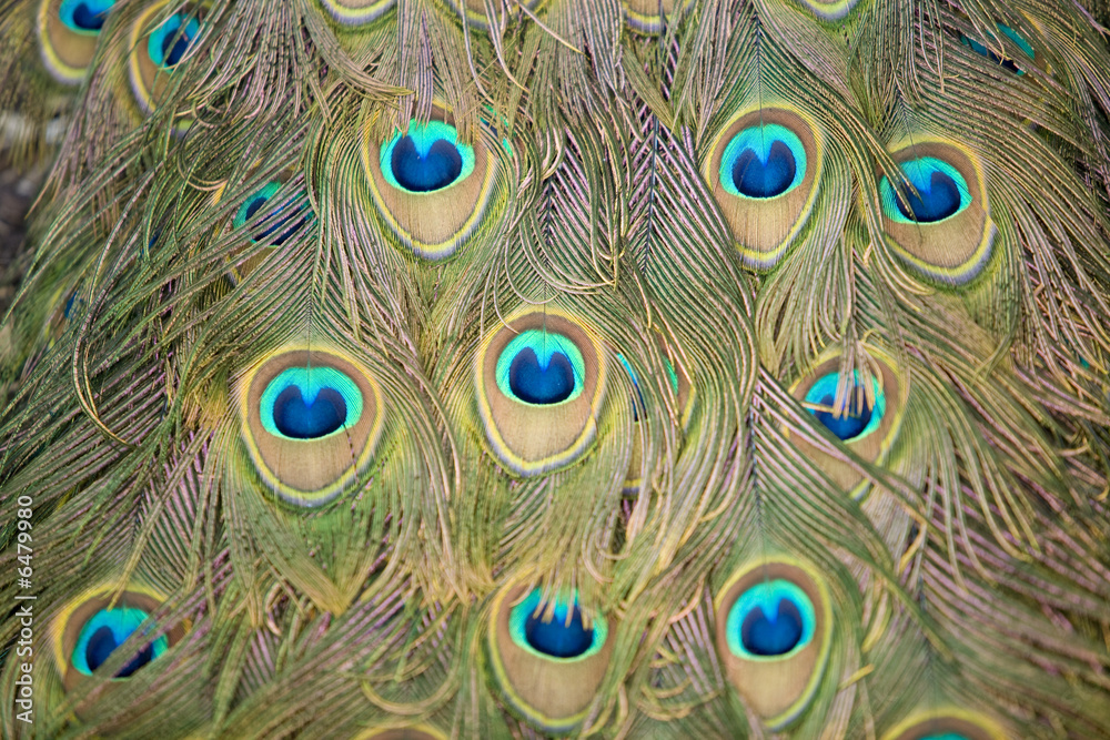 Fototapeta premium Peacock Tail 6