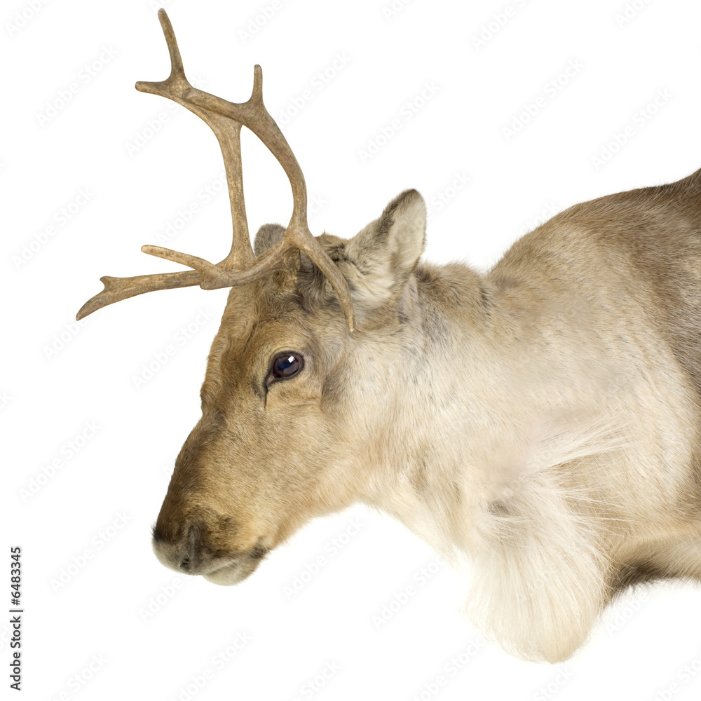 Obraz premium reindeer (2 years)