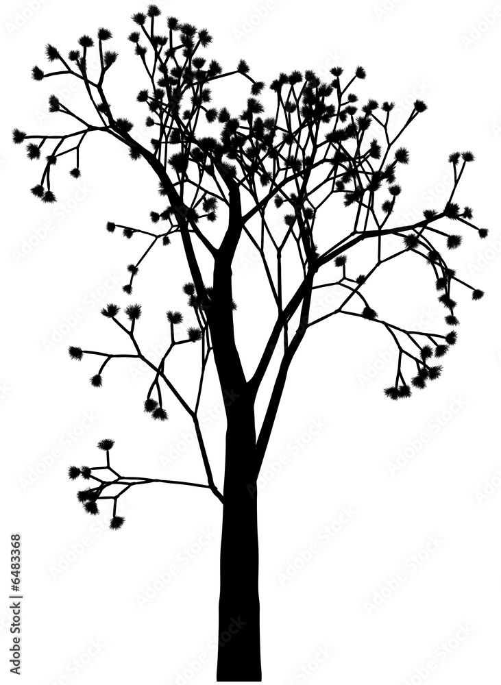 Obraz premium Spring tree with buds