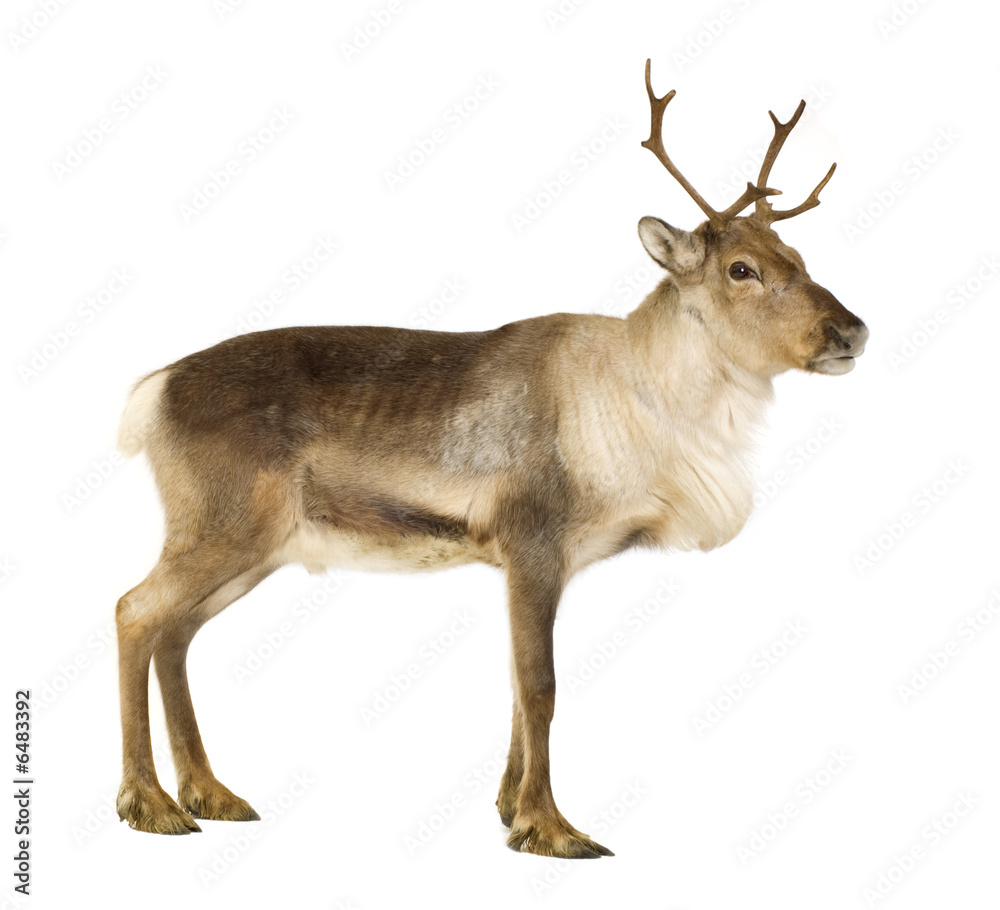 Obraz premium reindeer (2 years)