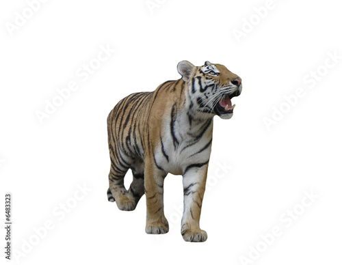 Tiger © Saksoni