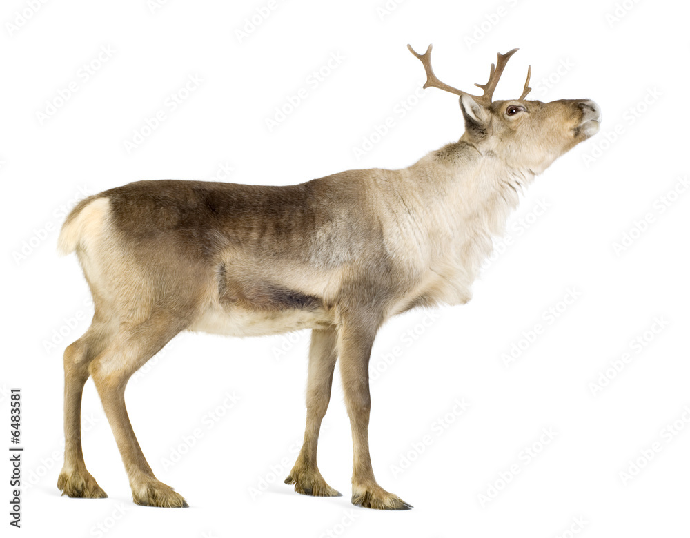reindeer (2 years) - obrazy, fototapety, plakaty 