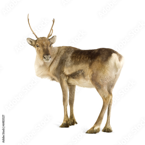 reindeer (2 years)