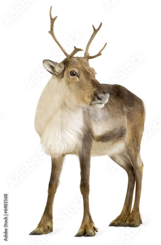 reindeer (2 years) photo