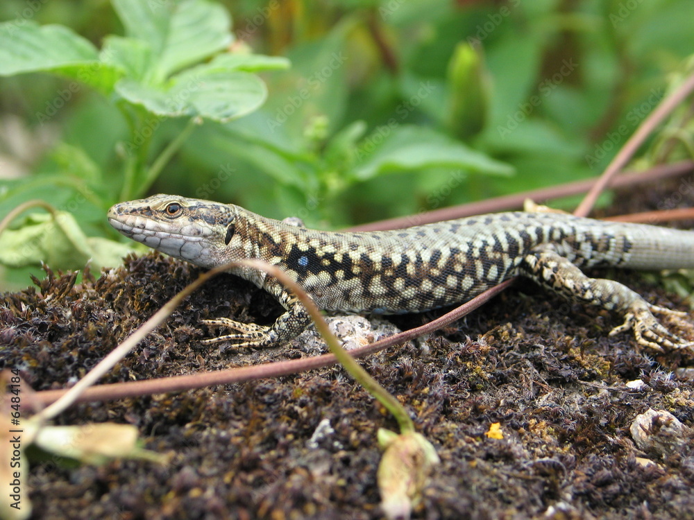 Obraz premium Lézarder au soleil