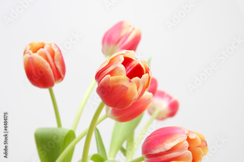 Tulpen  Blumen