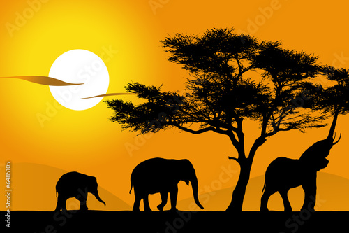 Afrique - 3 éléphants photo