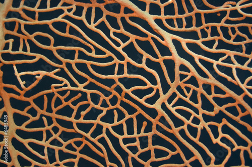 Texture of the sea coral