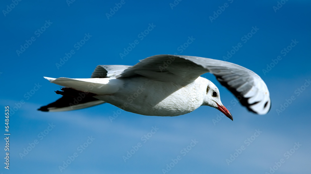 Obraz premium Close-up of seagull, flying over blue sky