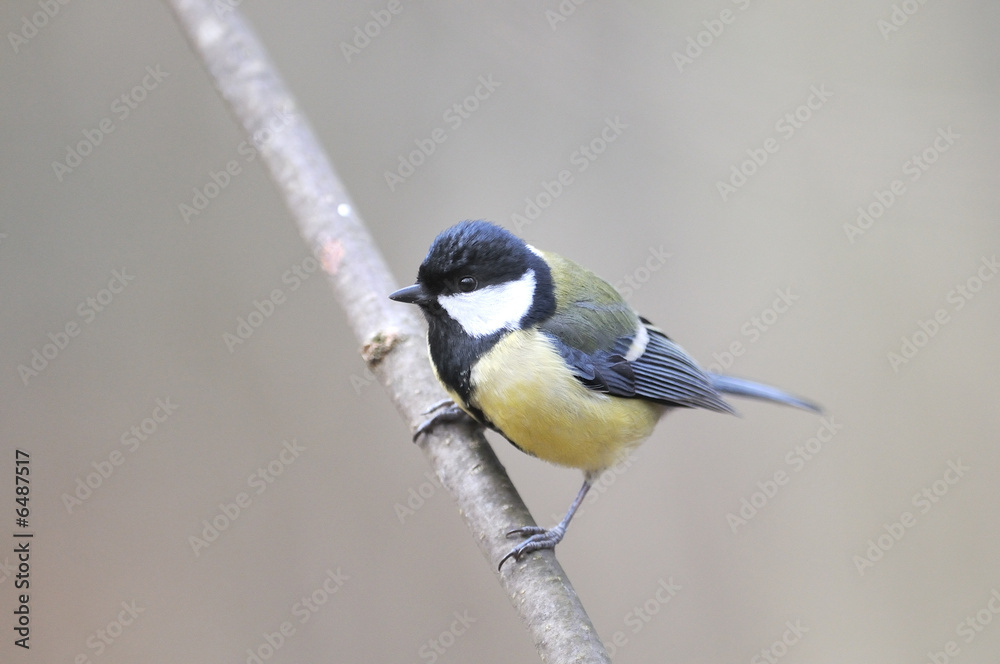 Obraz premium Mésange charbonnière Parus major