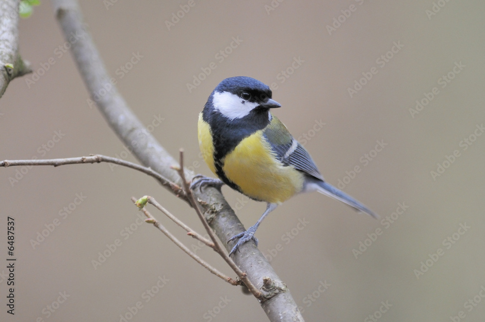 Naklejka premium Mésange charbonnière Parus major