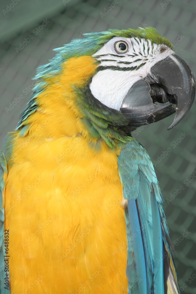 Fototapeta premium Bright parrot in a zoo