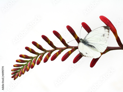 white butterfly on red flower, isolated on white
