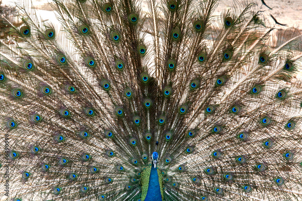 Fototapeta premium Peacock - Singapore Zoo, Singapore