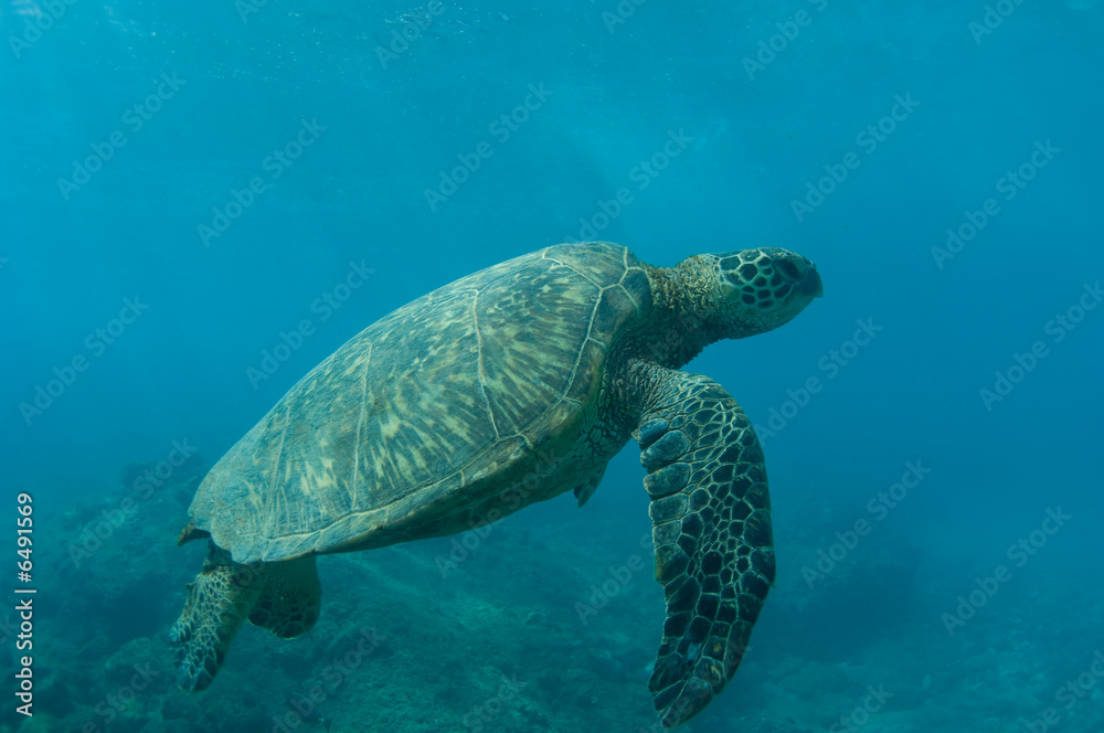 Sea Turtle Sea Turtle