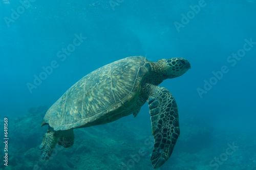Sea Turtle © NorthShoreSurfPhotos